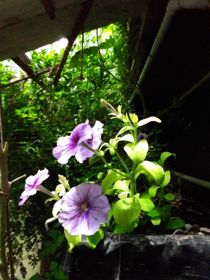 June-2019-petunias-aquaponics-upper-media-bed-greenhouse.jpg