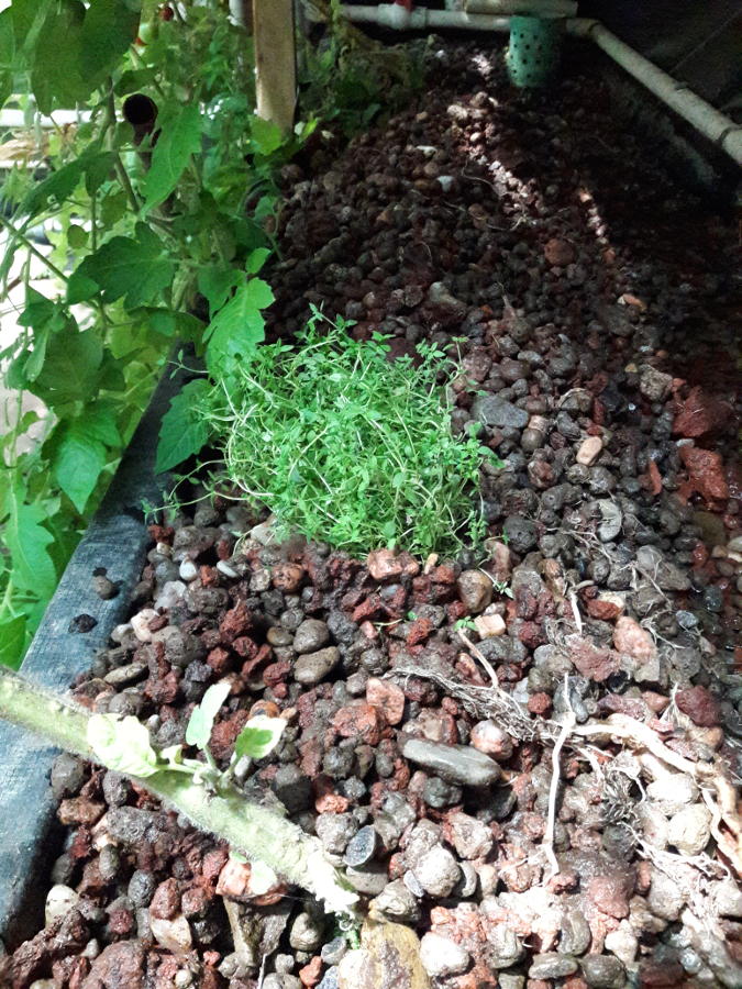 Tyme-Aquaponics-media-bed.jpg