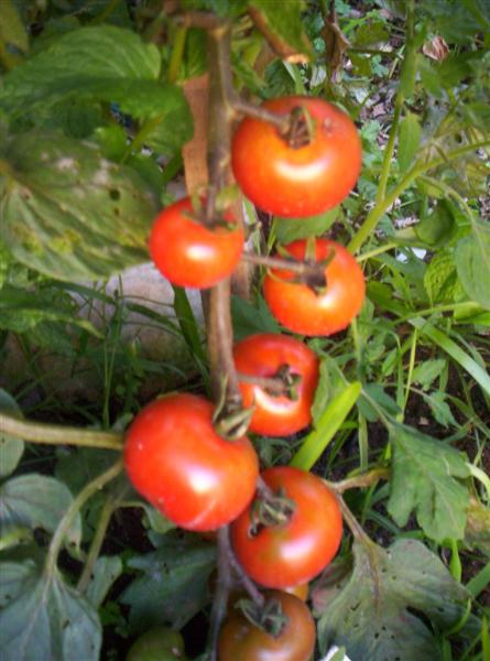 104_3096 (Medium).jpg