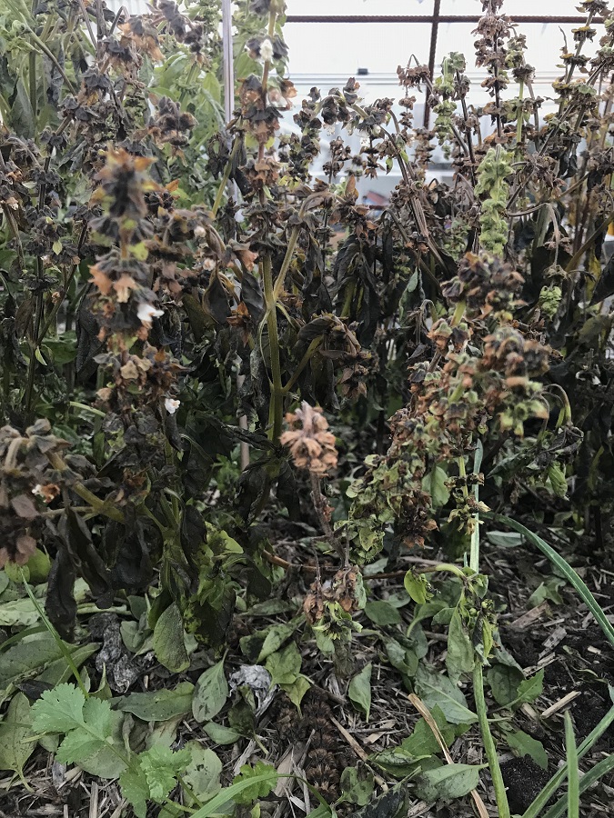 190625 Frost damage basil.jpg