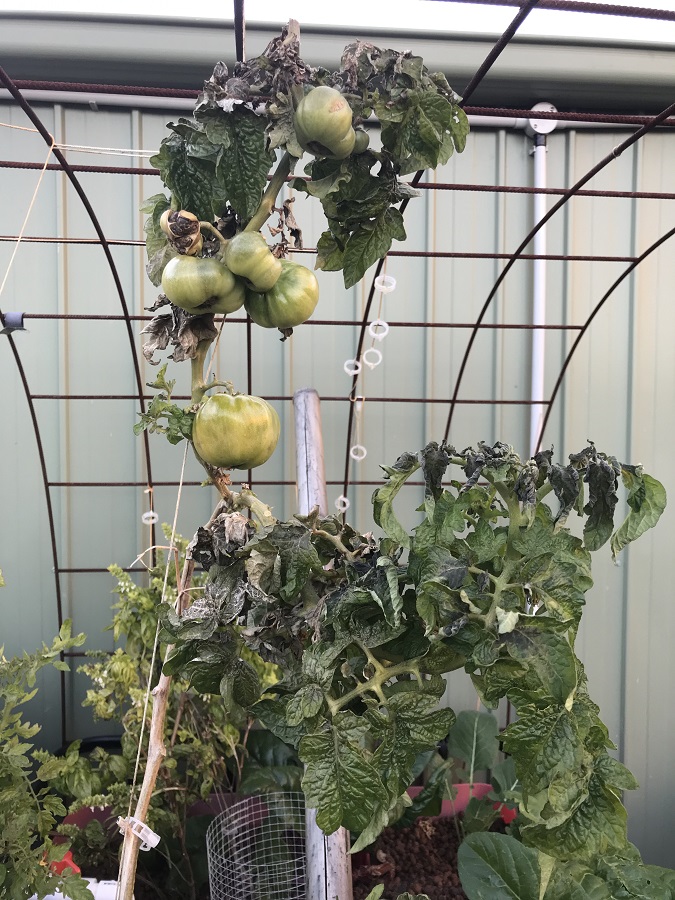 190625 Frost damage tomato.jpg