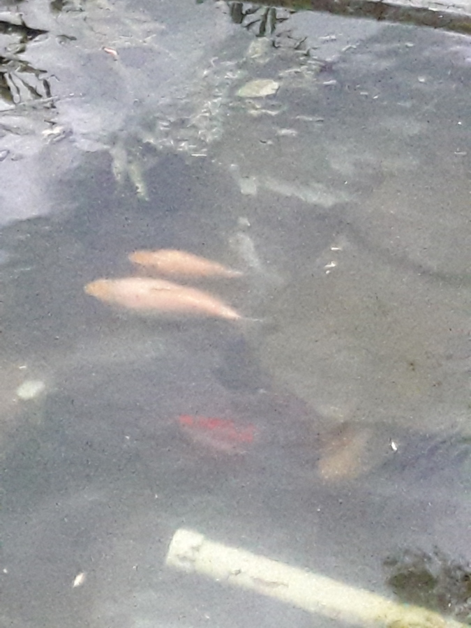 June-27-19-two-pond-cleaning-refilling-Koi-moved-inside-Comets-outside2.jpg