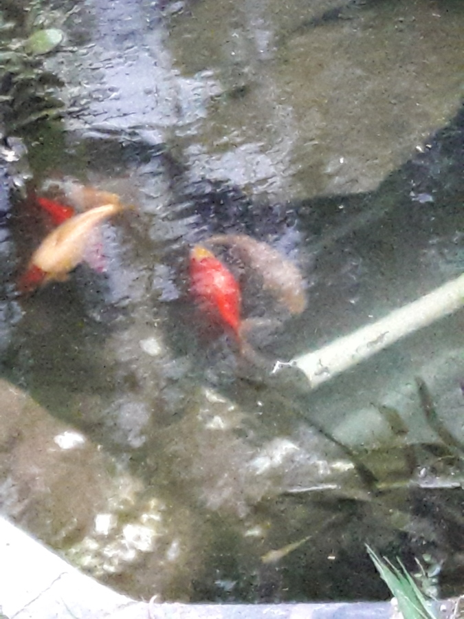 June-27-19-two-pond-cleaning-refilling-Koi-moved-inside-Comets-outside.jpg