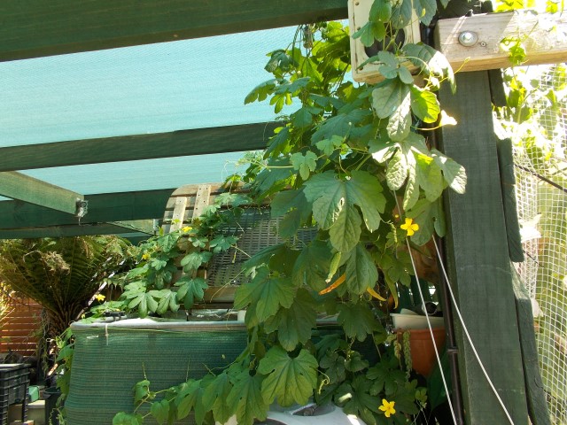 BM fishtank 003 (Small).JPG