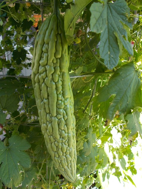 bitter-melon 001 (Small).JPG