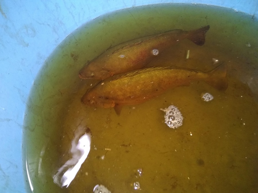 Jade perch at 350mm.jpg