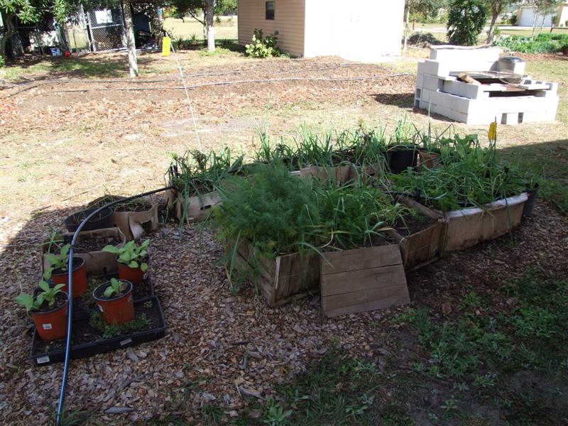 herb garden (Medium).jpg