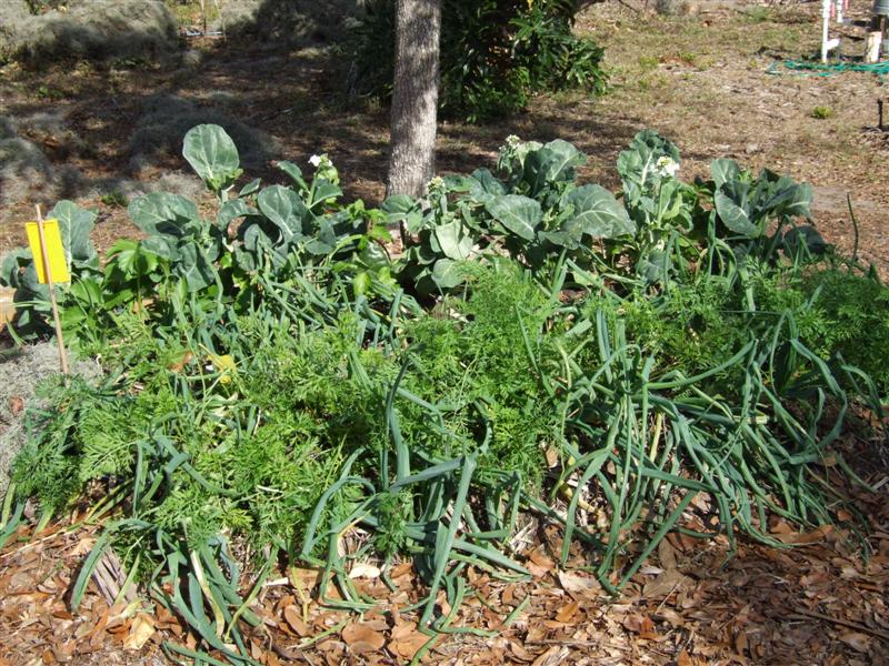 kale n carrots (Medium).jpg