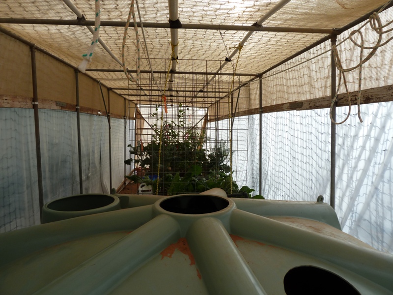 Greenhouse 1.JPG