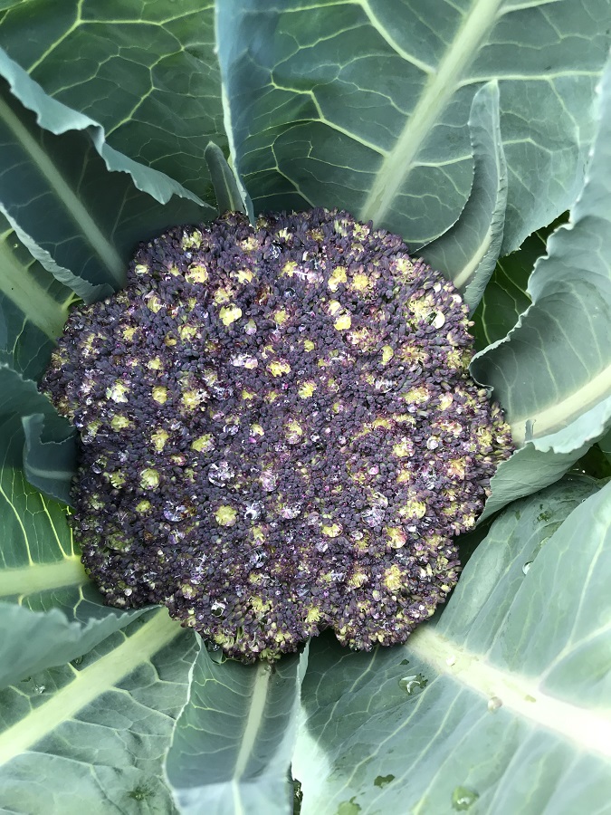 Purple Cauli.jpg