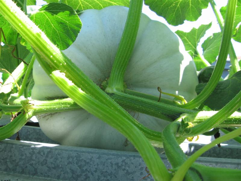 Steve and Vinni 004.jpg