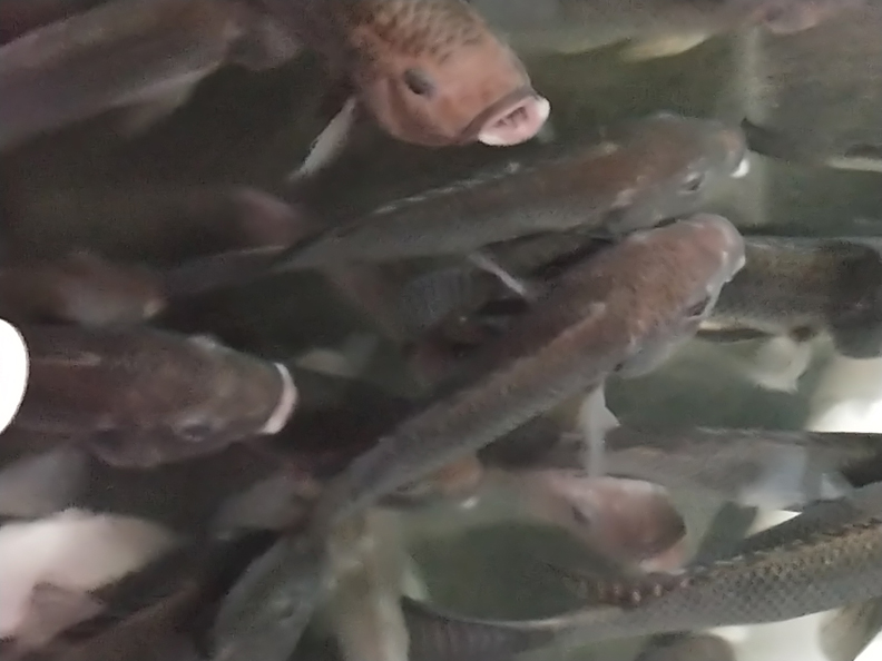 Tilapia.jpg