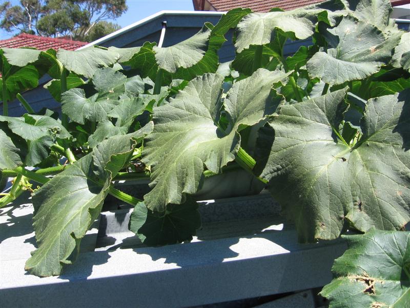 Steve and Vinni 003.jpg