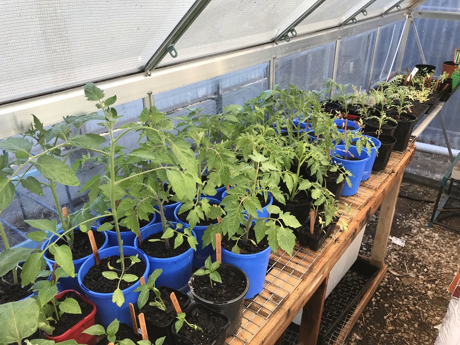 191114 Poly House seedlings3.jpg