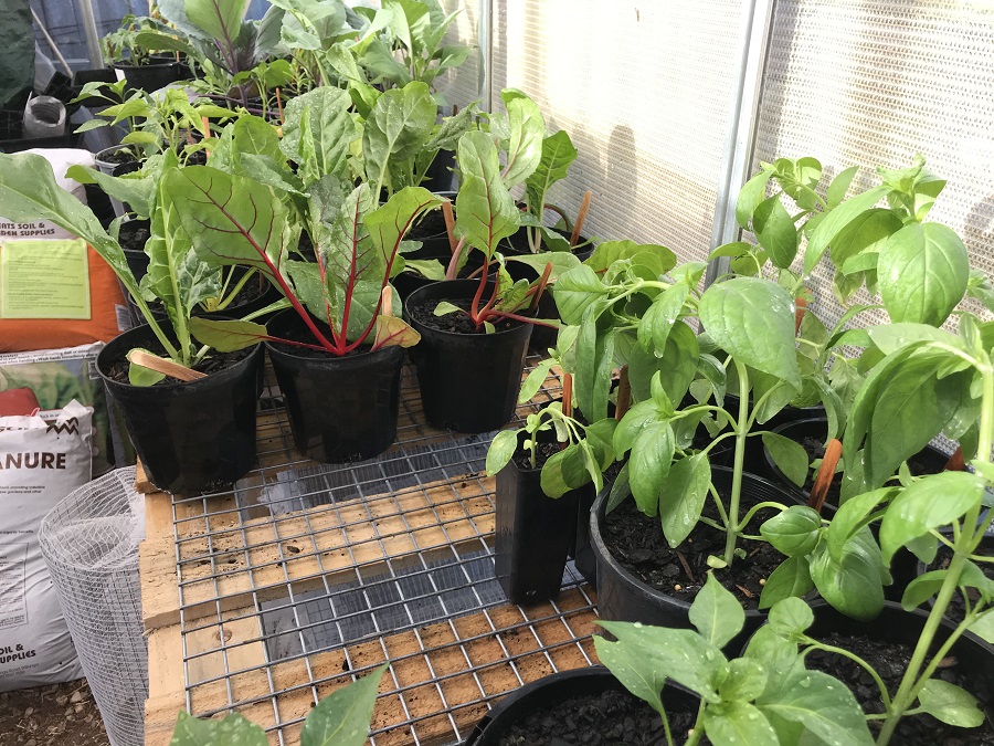 191114 Poly House seedlings2.jpg