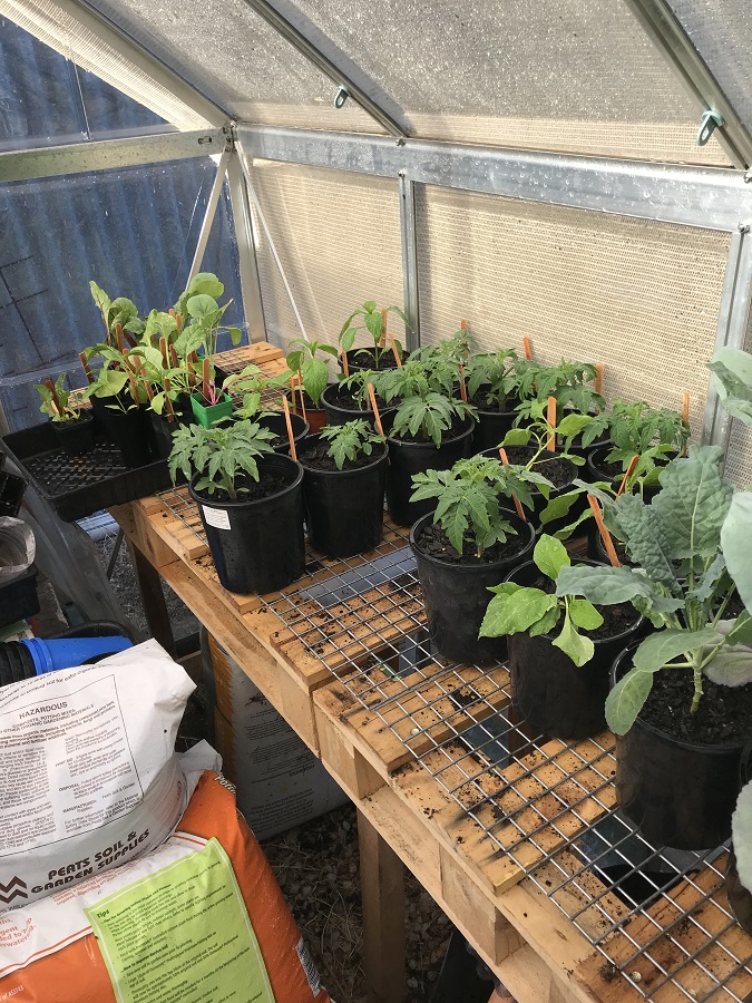 191114 Poly House seedlings.jpg