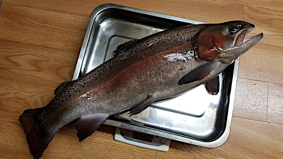 2180g-trout20191120.jpg