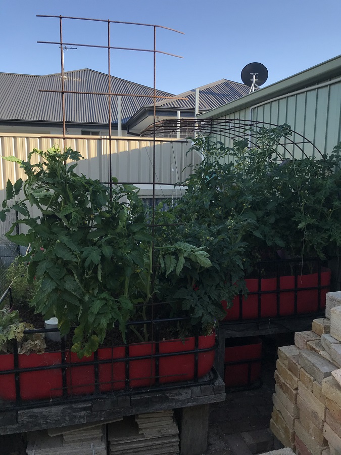 191219 Aquaponics.jpg