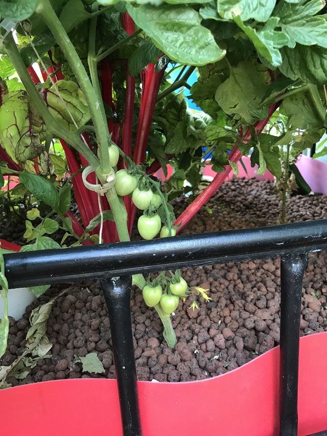 191219 Aquaponics2.jpg