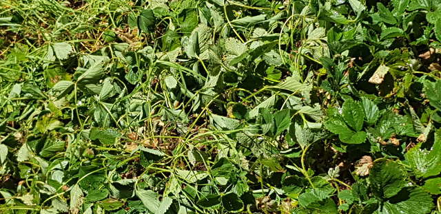 strawberries in dirt.jpg