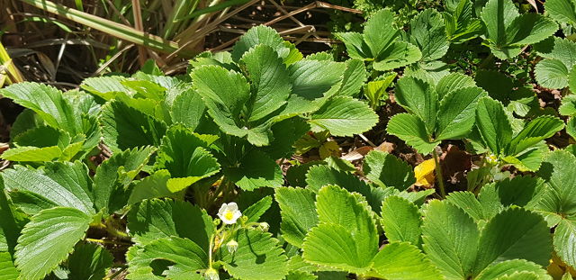 strawberries in aquaponics.jpg