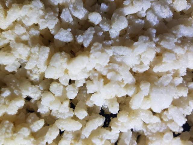 koji growing on rice to farm spores.jpg