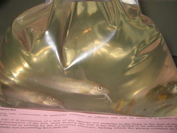 week 5 - new additions.jpg