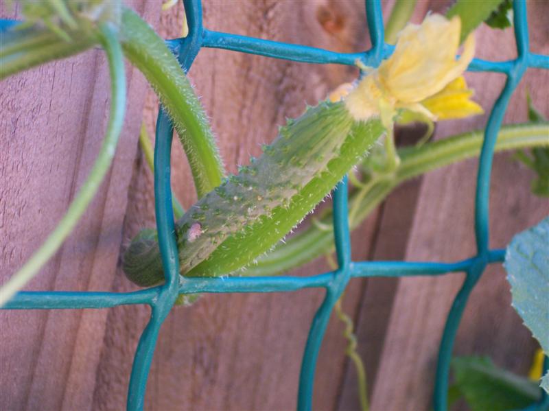 100_5970 (Medium).JPG