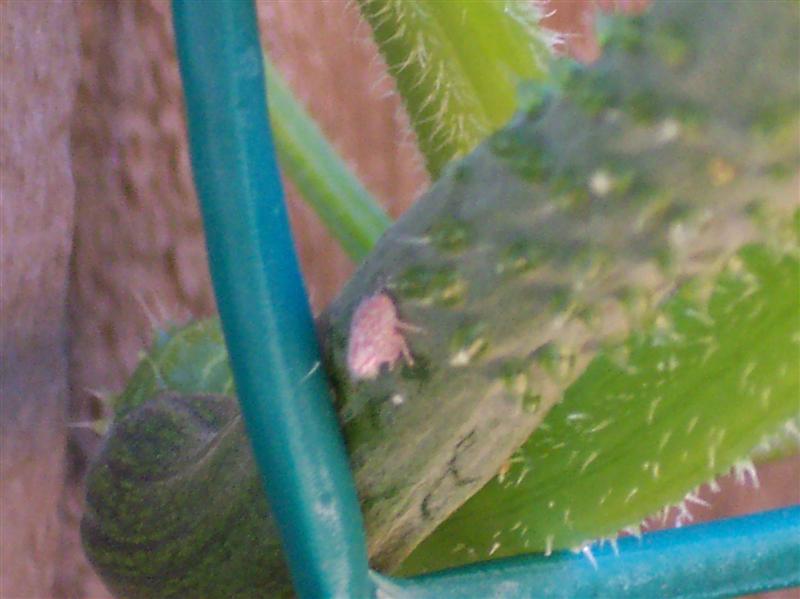 100_5972 (Medium).JPG