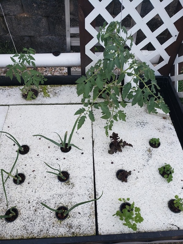 chives tomatoes and lettuce.jpg