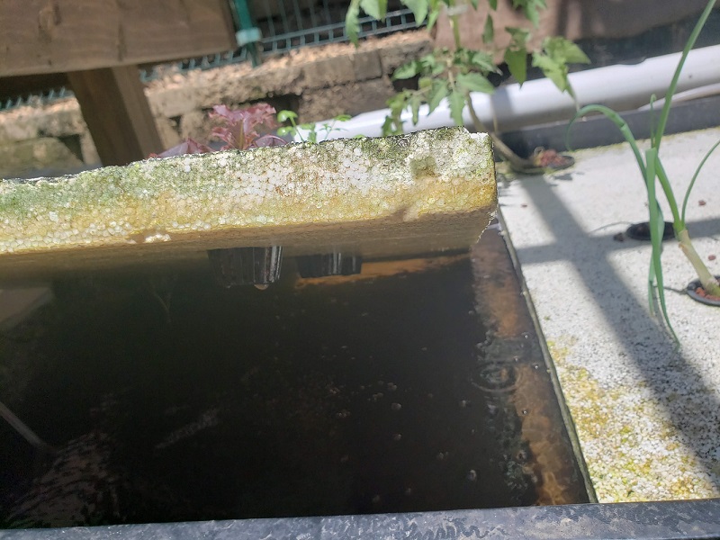 tomato lettuce roots eaten.jpg