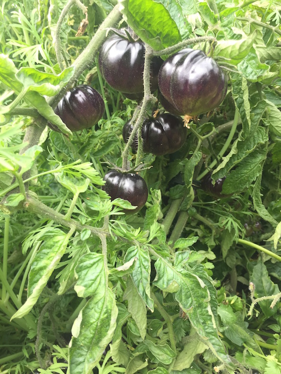 black beauty tomatoes.jpg