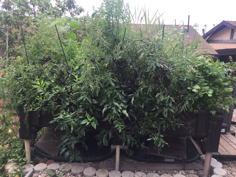 monster tomatoes.jpg