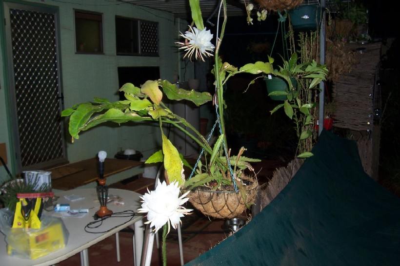 Gnash next system 009.jpg