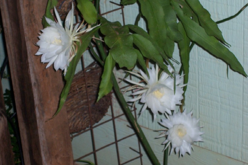 Gnash next system 007.jpg