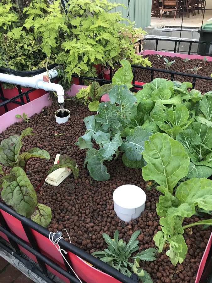 AP beds new plantings.JPG