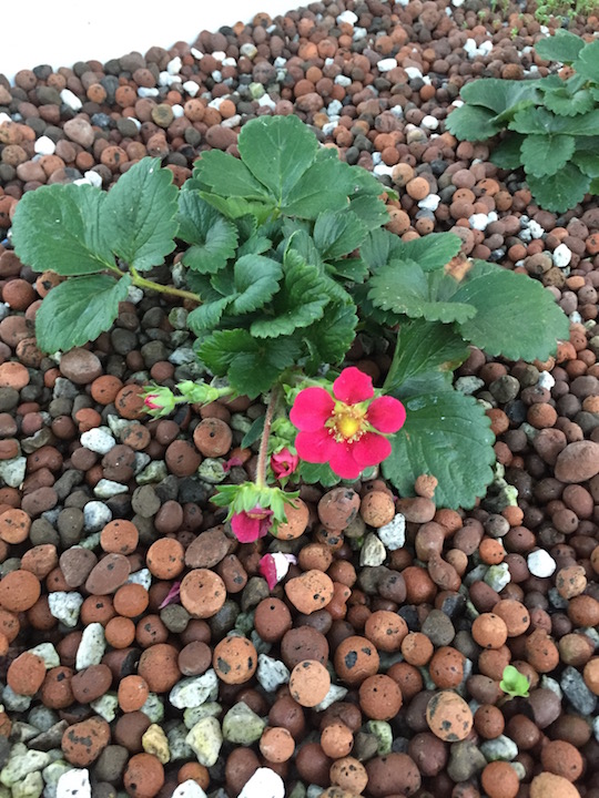 pink flowered strawberry.jpg