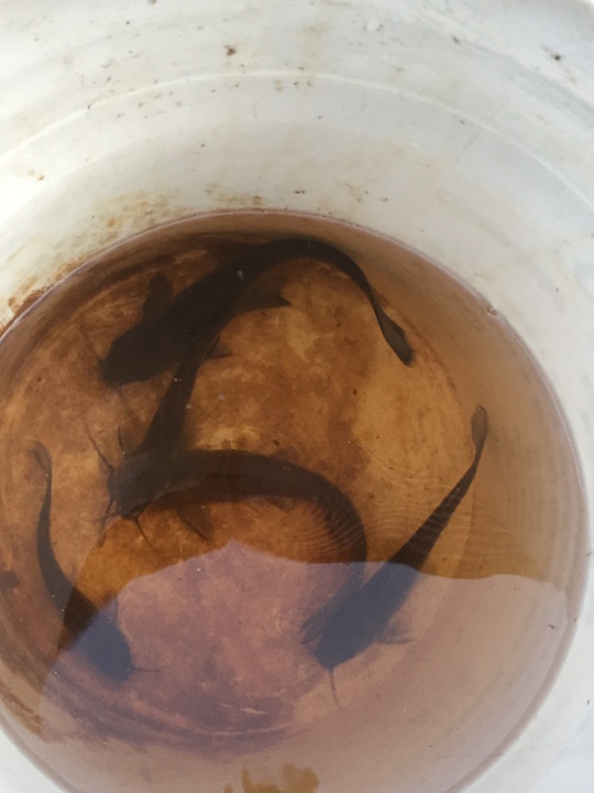 catfishpic.jpg