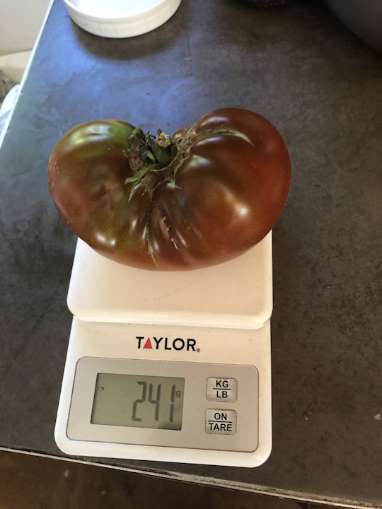 kookabura Cackle.jpg