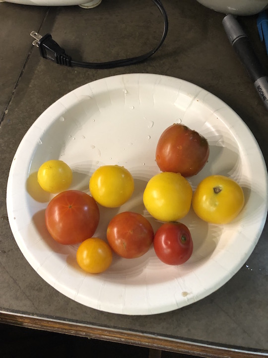 andrina and floragold.jpg