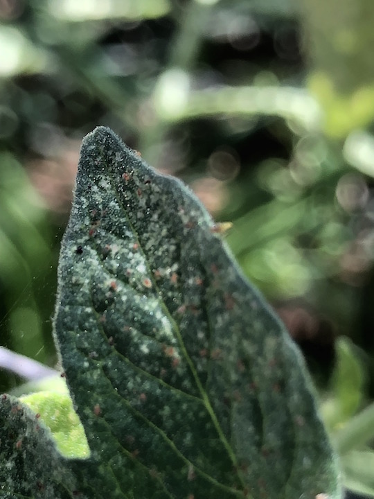 spider mites.jpg