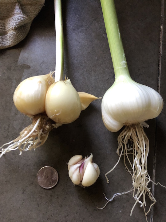 tale of three garlics.jpg