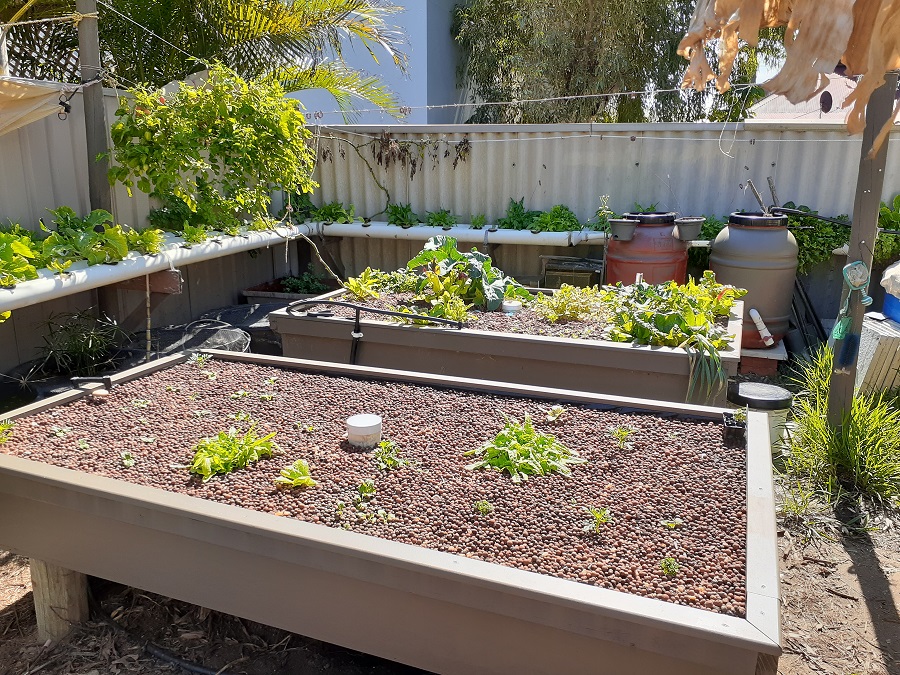 #3 GB Planted out.jpg