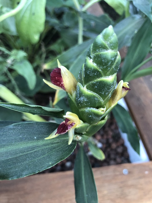 ginger bloom.jpg