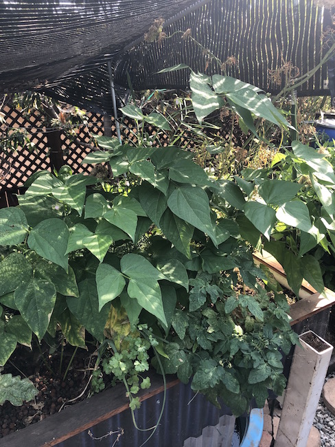 spider mite beans.jpg