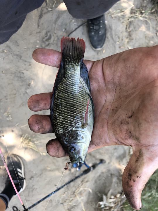 male tilapia.jpg