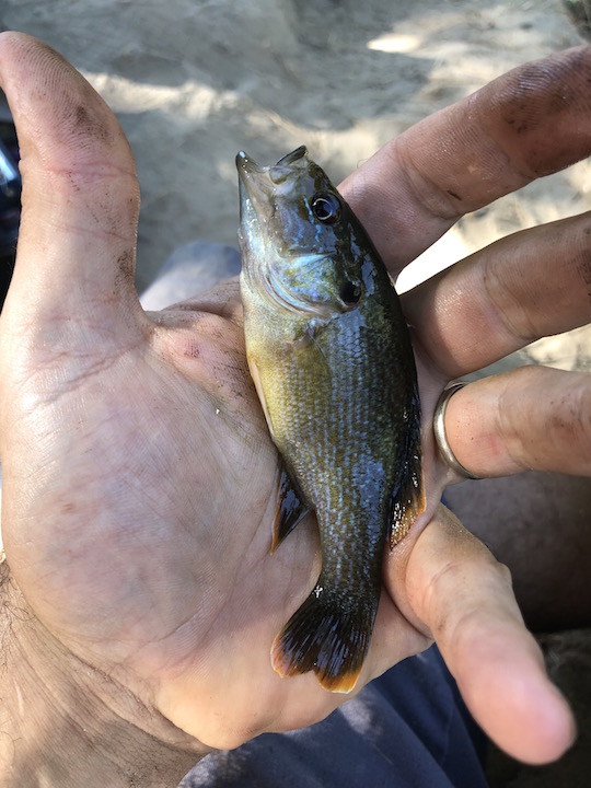 LA River Sunfish.jpg