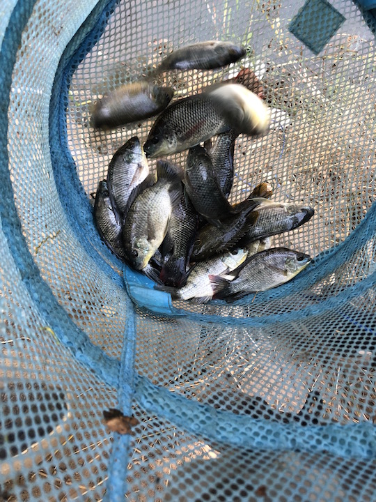 Tilapia group.jpg