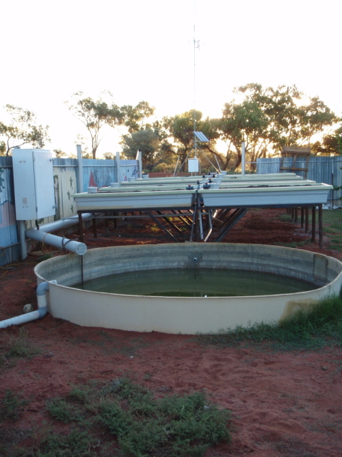 aquaponics 10 feb.jpg