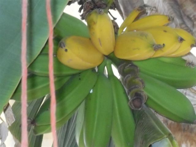 digital pictures 038 (Small).jpg